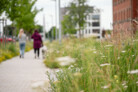 Auszeichnung in der Kategorie Pflanzenverwendung & Biodiversität: Nordpark III Plattling - Landschaftspark mit Campusareal  | BEM Burkhardt | Engelmayer | Mendel Landschaftsarchitekten Stadtplaner, München | Foto: © Laura Loewel