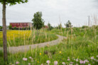 Auszeichnung in der Kategorie Pflanzenverwendung & Biodiversität: Nordpark III Plattling - Landschaftspark mit Campusareal  | BEM Burkhardt | Engelmayer | Mendel Landschaftsarchitekten Stadtplaner, München | Foto: © Laura Loewel